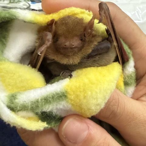 An adult northern yellow bat with three babies tucked under her just out of view. She is swaddled in a fleece cloth that has a lemony pattern. The bat has a light brown lionish mane of fur all around her sweetie face.