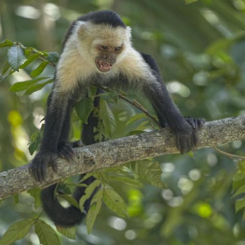 A monkey with a furry white face and shoulders is sitting up and alert on a branch in a green tree.  The monkey's mouth is open in an apparent evil grin or snarl. Osa Peninsula, Costa Rica. Photo by Peachfront.