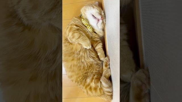 お、おきてー！ #猫 #マンチカン #shorts