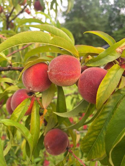 Bright red peaches bunched closely and growing on a young peach tree.