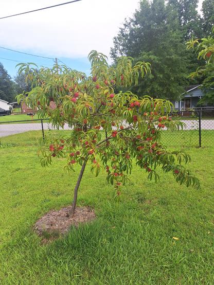 A peach tree with many small peaches growing in a yard.