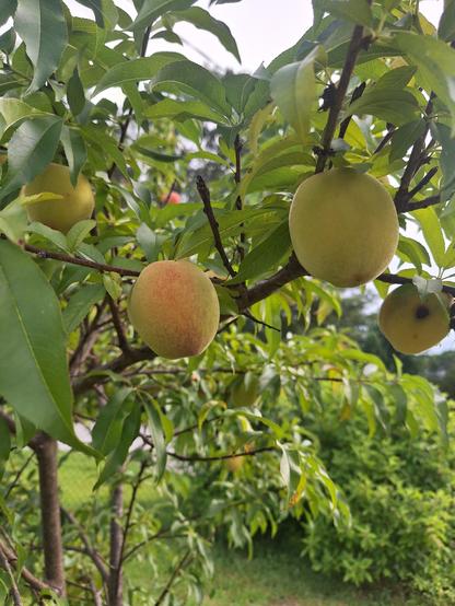 Ripening green peaches beginning to turn a soft pink as they grow on a peach tree branch.