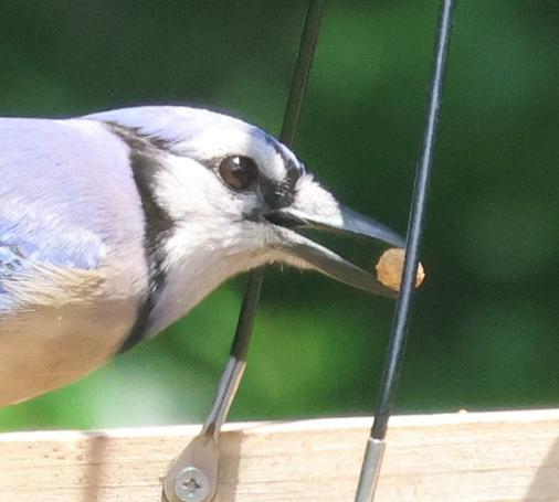 Close-up of the head of a blue jay. It has a suet ball in its beak. White face with black markings, big brown eye, light blue body.