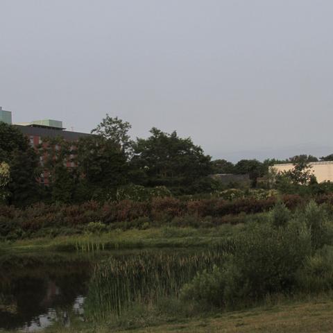Pond, tree and buildings