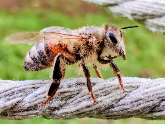 A macro shot of a bee, perhaps a honey bee, resting on some damp hammock rope. Out of focus green grass and weeds are in the background.
