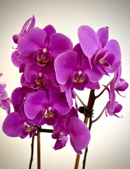 A burst of orchid blooms, deep pink. Plain white wall behind.