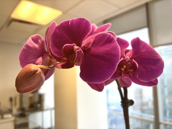 An arch of orchid blooms, and a blossom. Magenta or deep pink.  Behind are windows and above is a drop panel ceiling and fluorescent light.