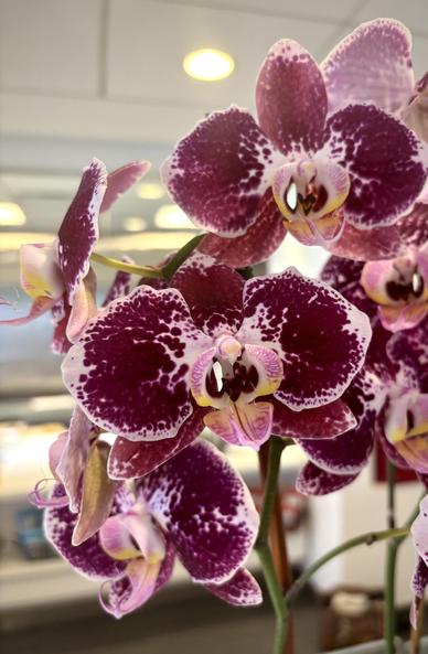 A bunch of orchid blooms. They are mottled, burgundy and beige-pink. Behind is shiny cafeteria wall, above are ceiling tiles and round light.