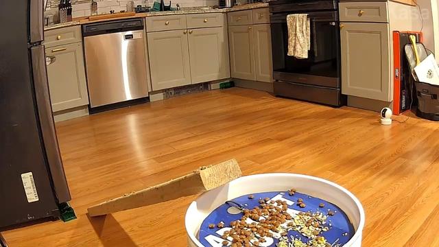 View from different home camera angled down right over mousetrap bucket. Food mixture visible on a cardboard trapdoor atop large bucket with 2×4 leaning on the bucket