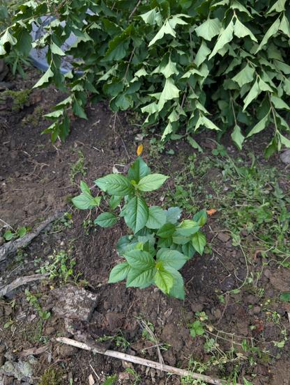 Native chokeberry plant.