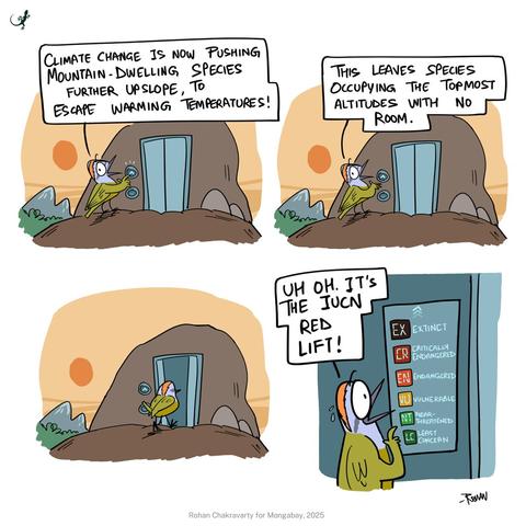 A bird with anthropoid hands is standing at the summit of a mountain, in front of elevator doors in the side of the uppermost rocky outcrop.

First panel: The bird pushes the button for the elevator and looks backward at the viewer, saying "Climate change is now pushing mountain-dwelling species further upslope, to escape warming temperatures!"

Second panel: The bird stands waiting for the elevator, still looking back at the viewer, saying "This leaves species occupying the topmost altitudes with no room."

Third panel: The elevator doors have opened, and the bird is walking through.

Fourth panel: Close-up of a now frightened-looking bird standing in front of the elevator control buttons labelled (from bottom to top) LC, NT, VU, EN, CR, EX. The bird exclaims "Uh oh! It's the IUCN Red Lift!"