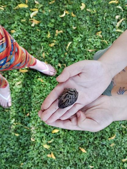 In the center of the frame a kid holds a peach pit in their open hands. Photographer’s feet are visible as the shot is toward the ground. Yellow peach tree leaves are sprinkled on the grass. Shot with a Light Phone III.