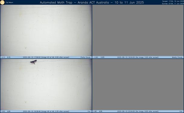 Collage showing insects attracted to light and automatically imaged 1 hour, 2 hours, 4 hours and 6 hours after sunset in Aranda, ACT, Australia on the night of 10 to 11 Jun 2025. The image includes four smaller images collected around the listed times. Each image shows a section of sheet with a variable number of insects attracted to UV and visible light. Number and variety depends on time of year and conditions during the given night. The image is also labeled with basic details of the associated weather and moon phase. For more explanation of the Automated Moth Trap project visit https://amt.hobern.net/ and https://www.flickr.com/photos/dhobern/albums/72177720322426621.