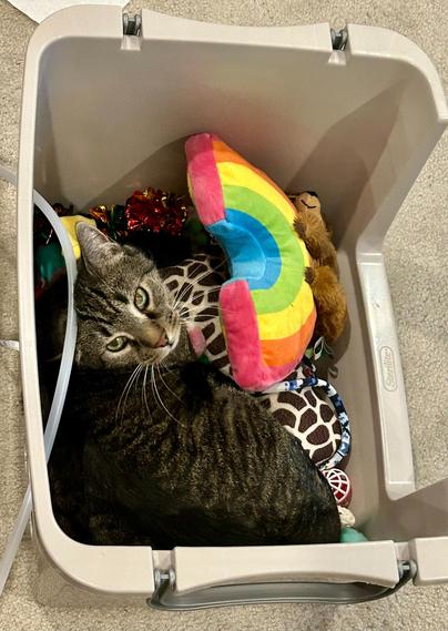 Photo of a brown and black striped tabby cat lying inside a plastic storage bin. He is nestled among toys of various shapes, sizes, and colors (such as a plush rainbow, a leopard print pillow, and shiny crinkle balls). He looks up and over his shoulder at the camera.
