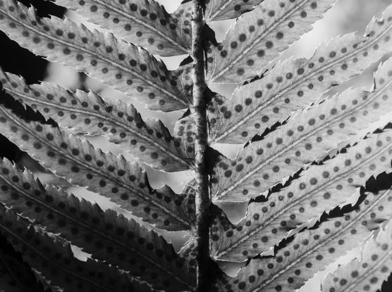 it's a fern