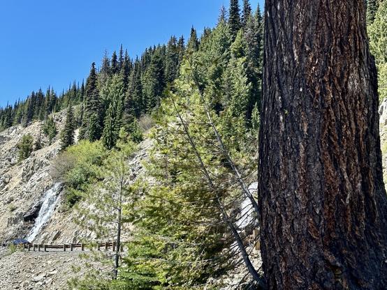 A close-up of a large tree trunk on the right, with a backdrop of a rocky hillside covered in green coniferous trees. A small waterfall is visible on the left above a road. The clear, cloudless sky above is a nice blue.