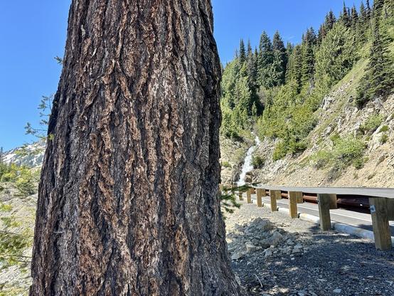 A close-up of an old growth tree trunk, with a blurred background featuring a waterfall, rocky hillside, and various trees under a clear blue sky. A road with a guardrail is visible next to the tree.