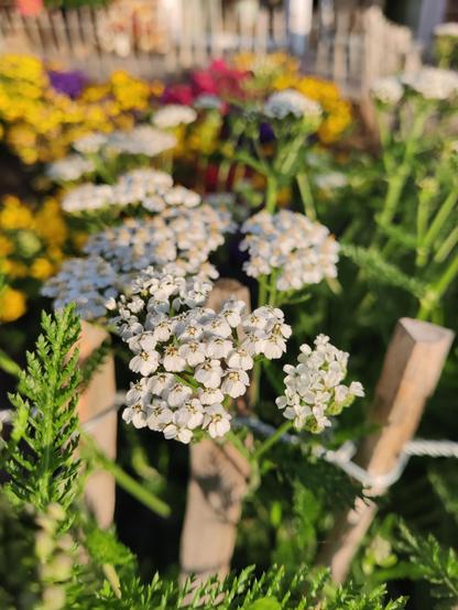 Schafgarbenblüte in Großaufnahme