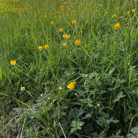 Patch of unmown lawn with tall grass and yellow wildflowers