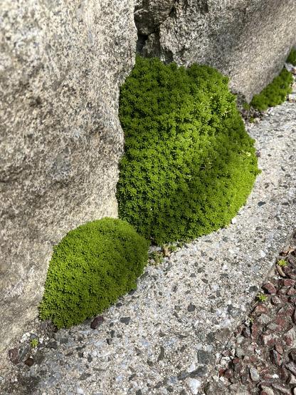Patches of green moss on the border of a street.