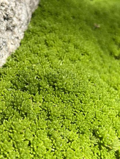 Closeup of a thick coat of moss.