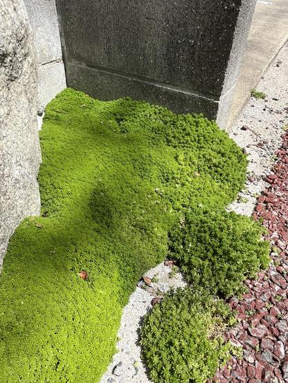 A thick coat of moss in a corner between stones and concrete on the side of a street.