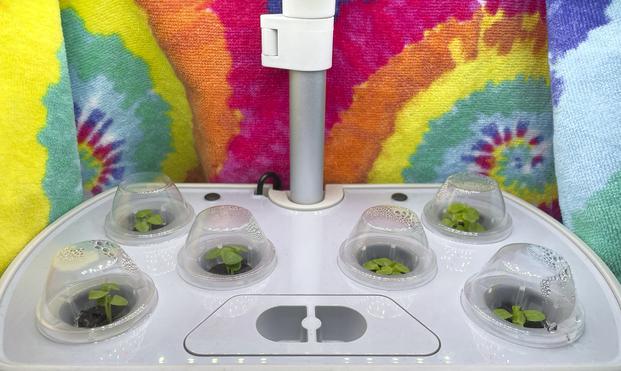 Photo of AeroGarden deck with 3 newly germinated sweet basil plants on the left and three newly germinated Grand Rapids leaf lettuce on the right.
