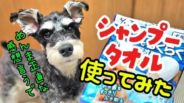 シャンプータオル使ってみた正直な感想！【ミニチュアシュナウザー】#めんまのへや#わんこごはん#犬のいる生活
