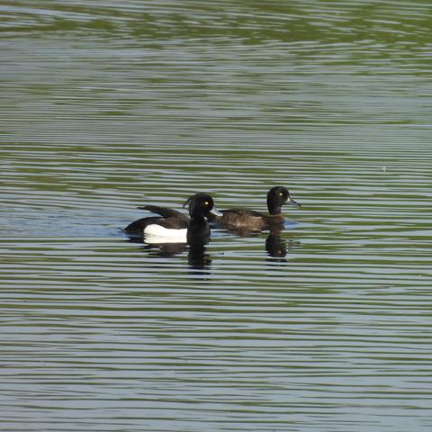 Two tufted ducks swimming alongside each other, the female slightly ahead but further from the camera. They look sleek and healthy. The male is ink black with a white side and an elegant swept back tuft, the female browner and more subtle.