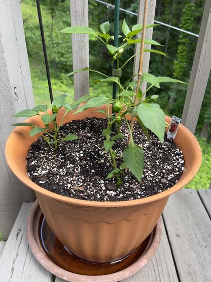 Large container with red pepper plants on my back deck