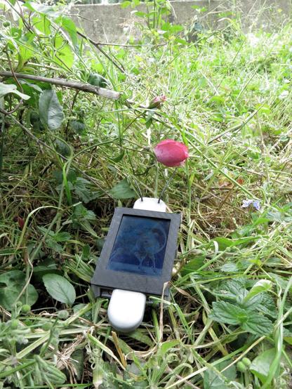 The DigitalBug on the ground watching a small red rose growing there.