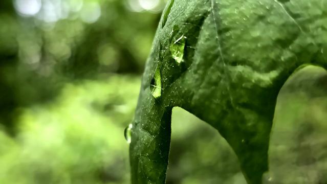 Ein Makroaufnahme eines grünen Blattes mit mehreren Tautropfen darauf. Das Blatt ist detailliert sichtbar, wobei die Blattadern und die leicht unregelmäßige Oberfläche erkennbar sind. Einige Wassertropfen haften an der Oberfläche und reflektieren das Umgebungslicht. Der Hintergrund ist unscharf und zeigt weitere grüne Pflanzen, was auf eine natürliche, bewaldete oder gärtnerische Umgebung hindeutet. Die Beleuchtung ist weich, was die Frische und Lebendigkeit der Szene unterstreicht.