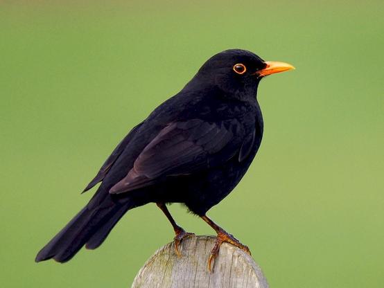 Eurasian Blackbird photographed by Andre Vieira