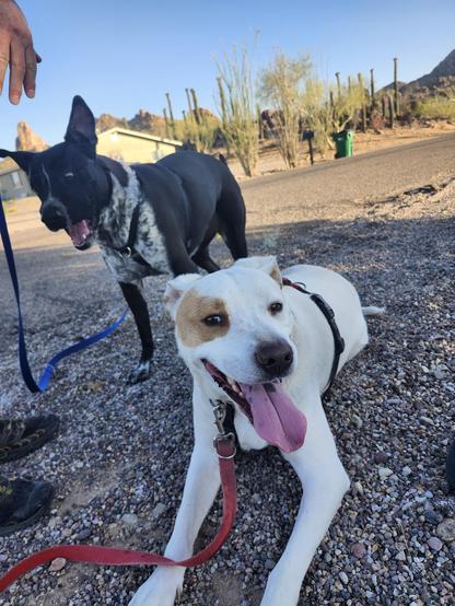 Two dogs taking a break from their walks make silly faces