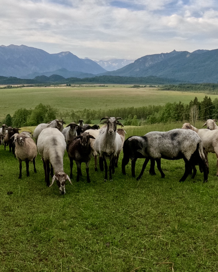 Schafherde vor dem Murnauer Moos