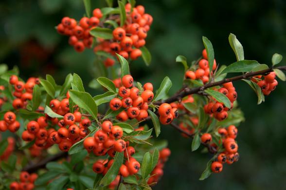 Close up of orange berries