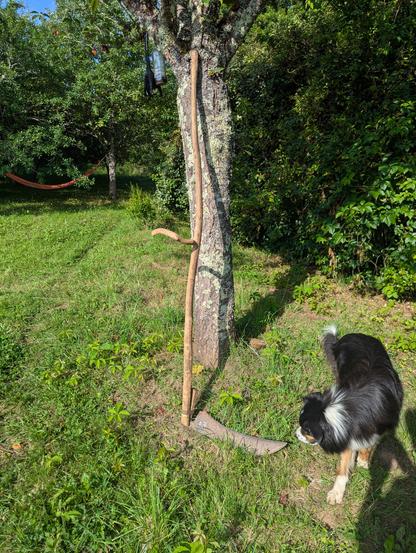 La faux posée contre un merisier. Mon chien qui la regarde