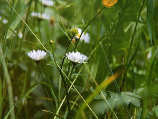 Daisies in grass
