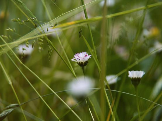 Daisies in grass