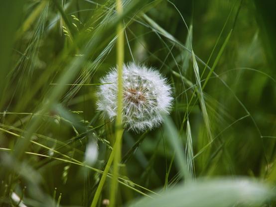 Dandelion in grass