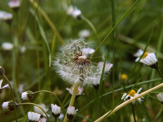 Dandelion in grass