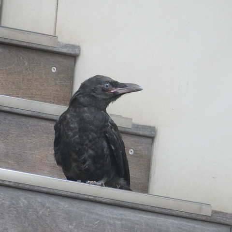 ハシボソガラスのヒナ