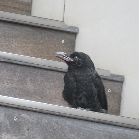 ハシボソガラスのヒナ