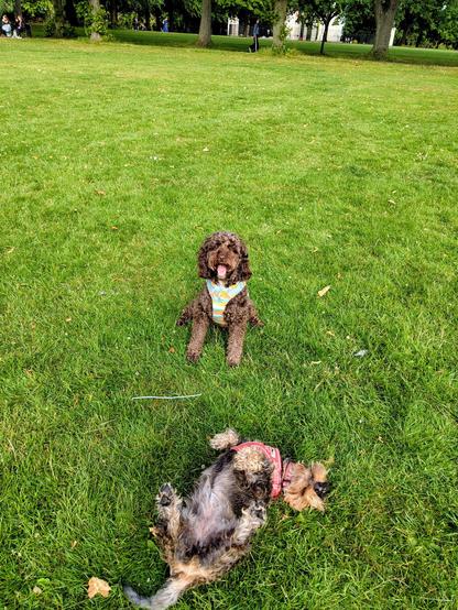 A medium dog with curly brown hair and a blue, white and yellow harness sitting on a grassy field. In front of him is a small black and tan dog mid-wiggle on her back, feet in the air and nose pointing towards the camera