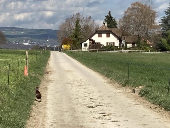 A pheasant walking along the same path as I am