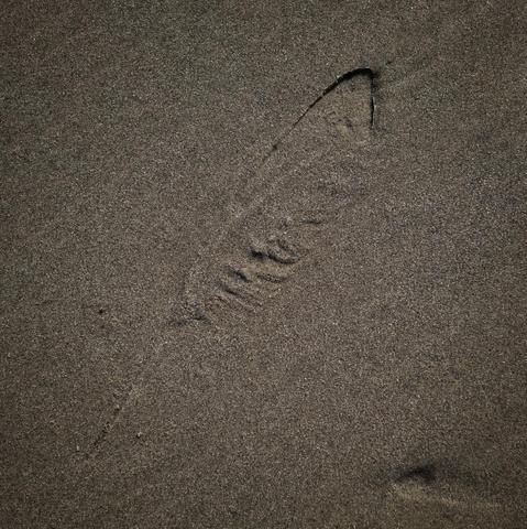 An imprint of a feather in the sand