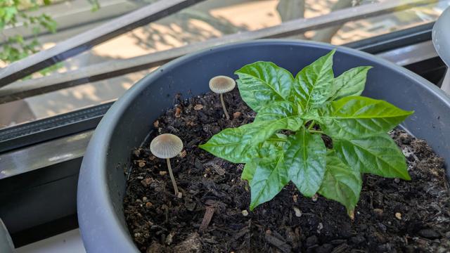 Eine kleine Chilipflanze im Topf. Aus der Blumenerde Sachsen zwei Pilze bzw. Fruchtkörper