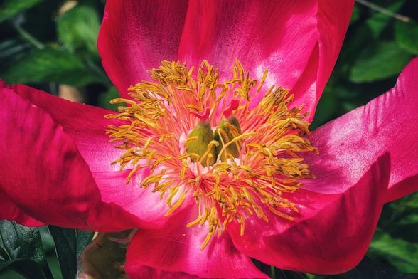 A close-up shot of a vibrant fuchsia pink peony flower with a bright yellow and orange centre, showing intricate stamens and a green pistil. The petals are wide open, revealing the detailed interior, against a softly blurred dark green leafy background.