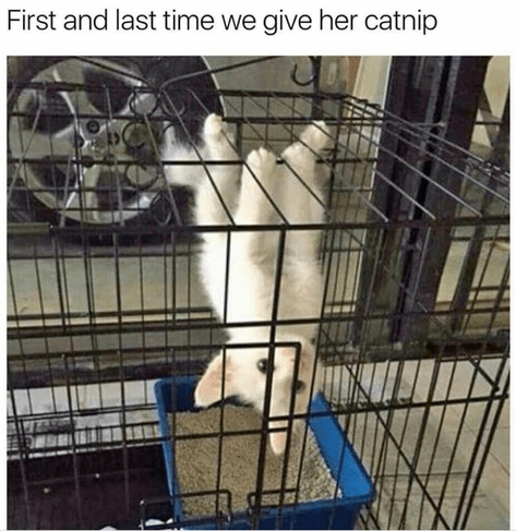 White kitten hanging upside down from a wire cage above a litter box.

Transcribed Text:

First and last time we give her catnip.