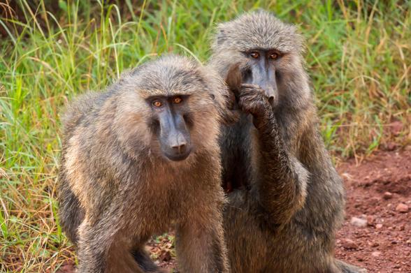 Two baboons are seated on the ground. One is looking directly at the camera while the other appears to be grooming itself, surrounded by green grass.